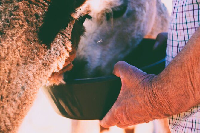 Alpaca Meet and Greet Experience in Peterborough - Who Should Consider This Experience?