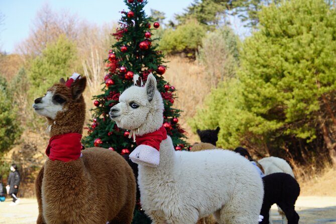 Alpaca, Nami, Eobi with Rail Bike or Strawberry - Exploring the Itinerary: A Day of Highlights in Korea’s Countryside