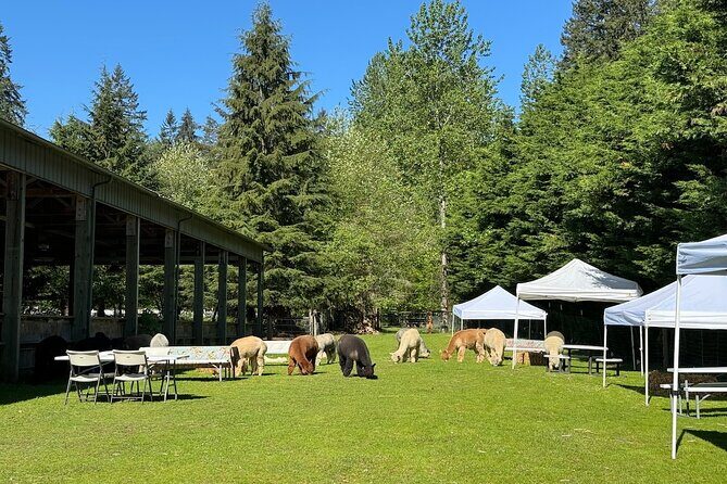 Alpaca Picnic - Immersive Animal Encounter - Seattle Experience - A Detailed Look at the Alpaca Picnic Experience