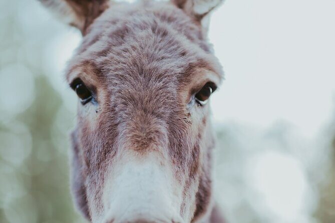 Alpaca Picnic - Immersive Animal Encounter - Seattle Experience - How the Experience Measures Up