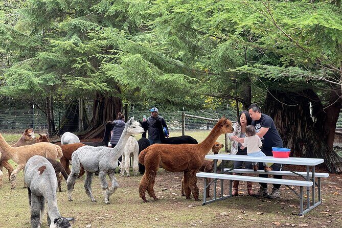Alpaca Picnic - Immersive Animal Encounter - Seattle Experience - Final Thoughts