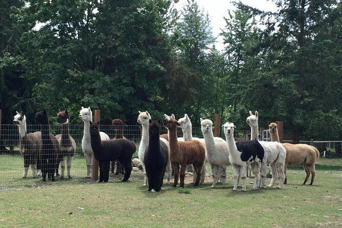 Alpaca Ranch and Fiber Processing Mill Tour - Key Points