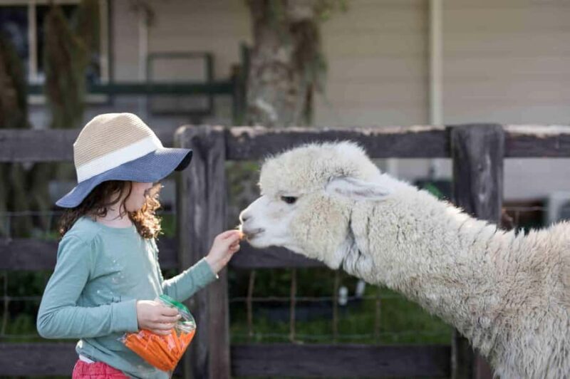 Alpaca therapy and artisanal creativity - Key Points