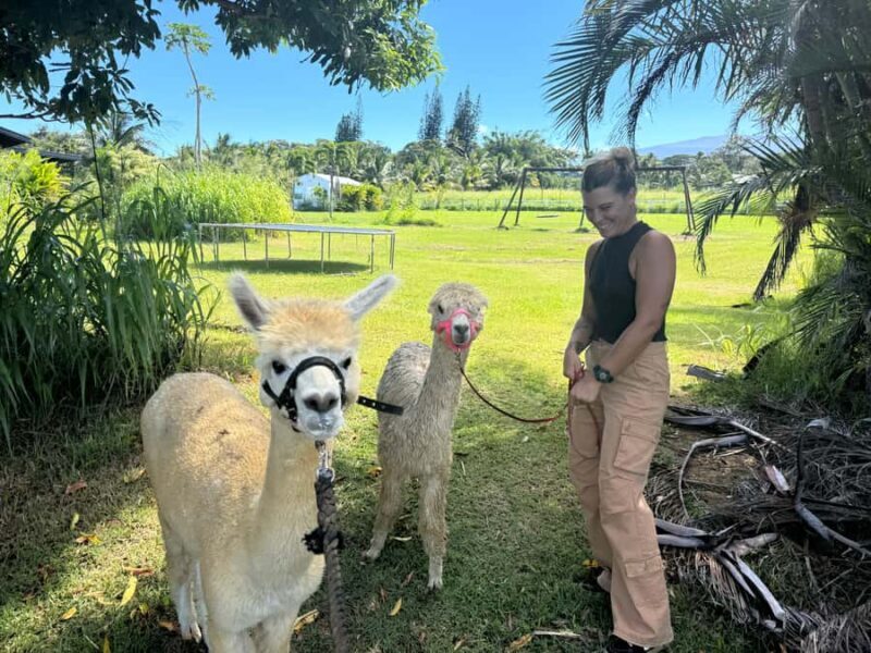 Alpaca Tour on the Road to Hana - What to Expect from the Alpaca Tour on the Road to Hana