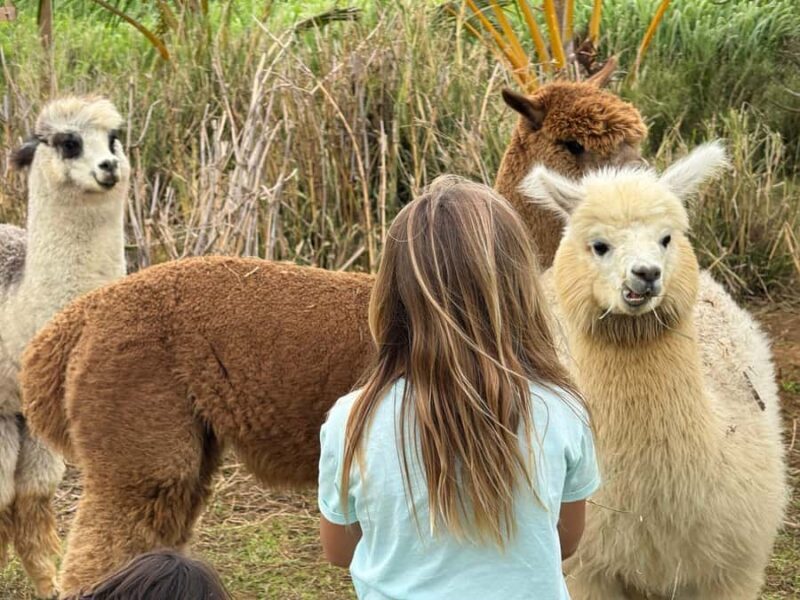 Alpaca Tour on the Road to Hana - Pricing and Value