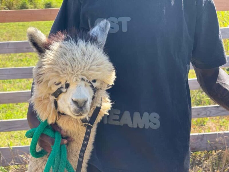 Alpaca Tour on the Road to Hana - The Sum Up