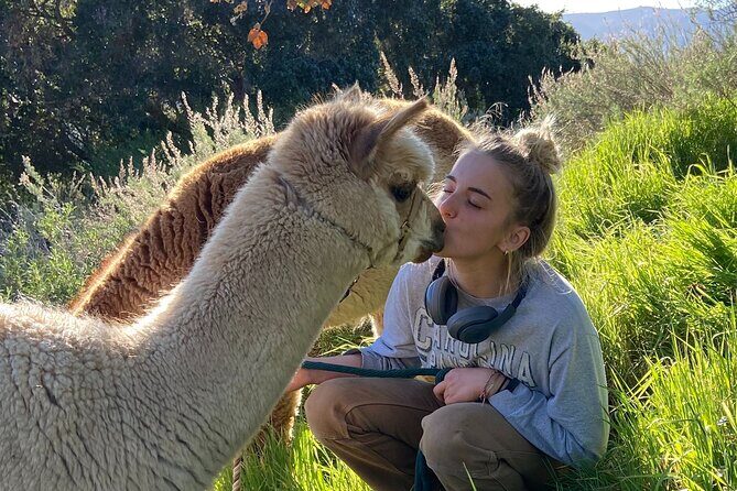 Alpaca Walking Adventure in Scenic Carmel Valley - A Detailed Look at the Alpaca Walking Adventure