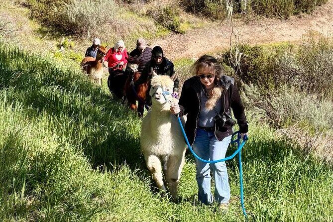 Alpaca Walking Adventure in Scenic Carmel Valley - Why This Tour Works
