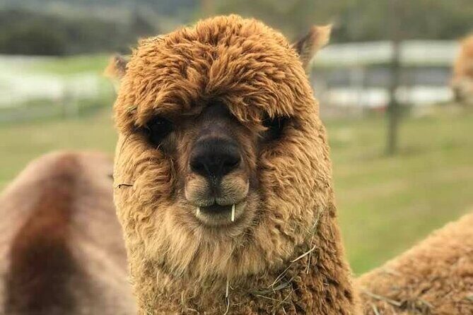 Alpaca Walking Adventure in Scenic Carmel Valley - FAQ