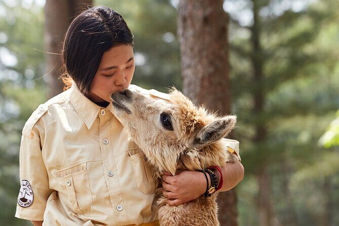 Alpaca World & Nami Island & Garden of Morning Calm One Day Tour - FAQ