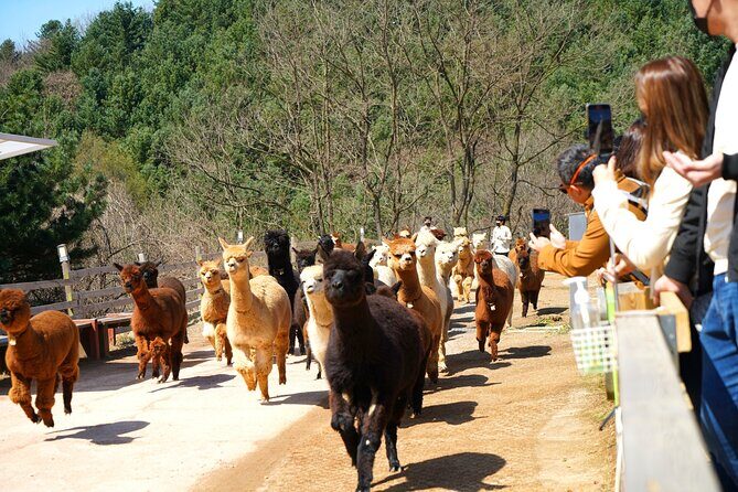 Alpaca World Tour with Nami Island & opt Railbike or Garden/Park - Final Thoughts