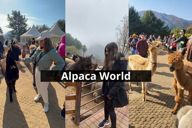 Alpaca World with Gangchon Rail Park One Day Tour - Final Thoughts