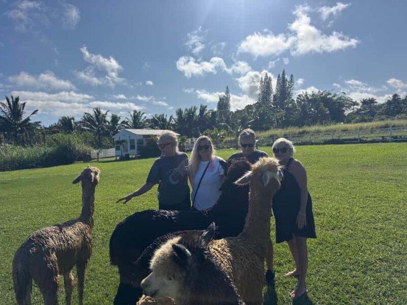 Alpacas Farm Tour on the Road to Hana - Final Thoughts