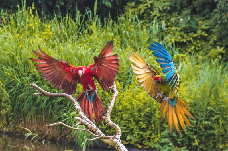 Alphen aan den Rijn: Avifauna Bird Park Entry Ticket - A Practical Look at the Avifauna Bird Park Experience in Alphen aan den Rijn