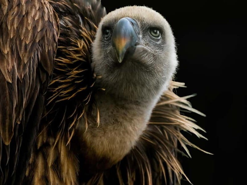 Alphen aan den Rijn: Avifauna Bird Park Entry Ticket - FAQ About Avifauna Bird Park