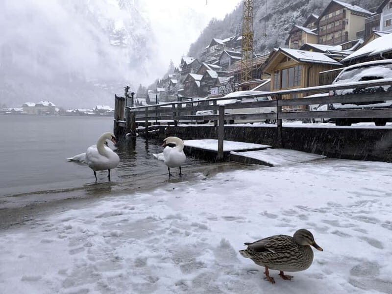 Alpine Beauty & Fairytale Towns: Hallstatt & Salzburg Tour - A Deep Dive into the Tour Experience