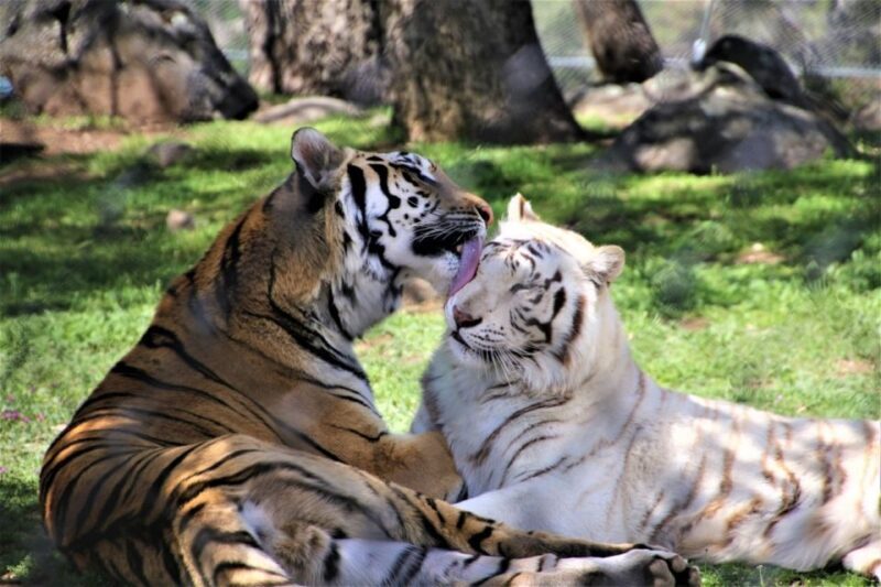 Alpine: Lions Tigers & Bears Animal Sanctuary Guided Visit - Who Will Love This Tour?