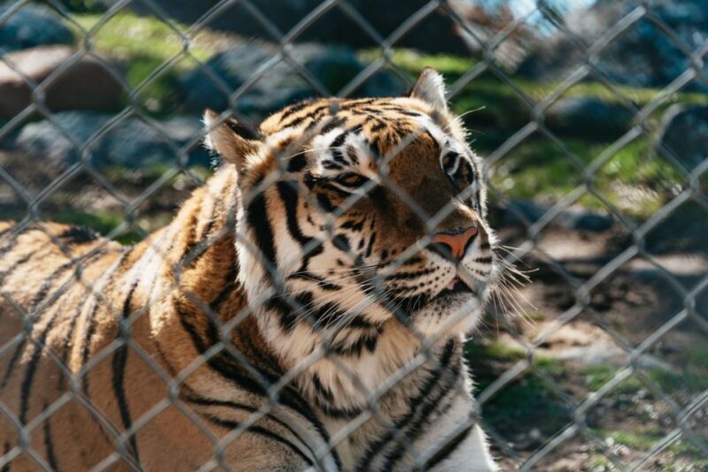 Alpine: Lions Tigers & Bears Animal Sanctuary Guided Visit - Practical Tips for Visiting