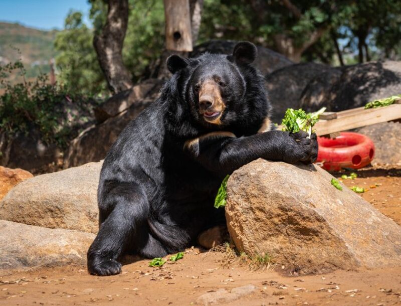 Alpine: Lions Tigers & Bears Sanctuary Visit and Feeding - From the Reviews: Authentic Praise
