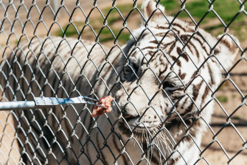 Alpine: Lions Tigers & Bears Sanctuary Visit and Tour - A Closer Look at the Lions Tigers & Bears Sanctuary Experience