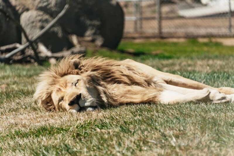 Alpine: Lions Tigers & Bears Sanctuary Visit and Tour - Final Thoughts