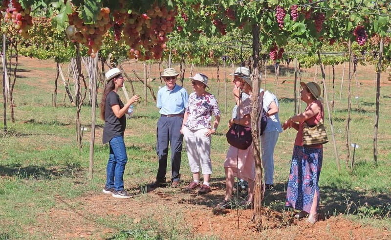 Alpujarra of Almería: Organic Wine tour and vegan aperitif - Key Points