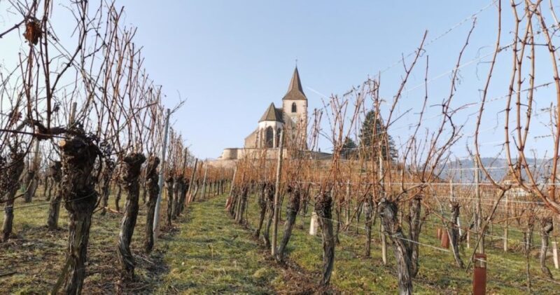 Alsace: Half-Day Wine Tour from Colmar - FAQ