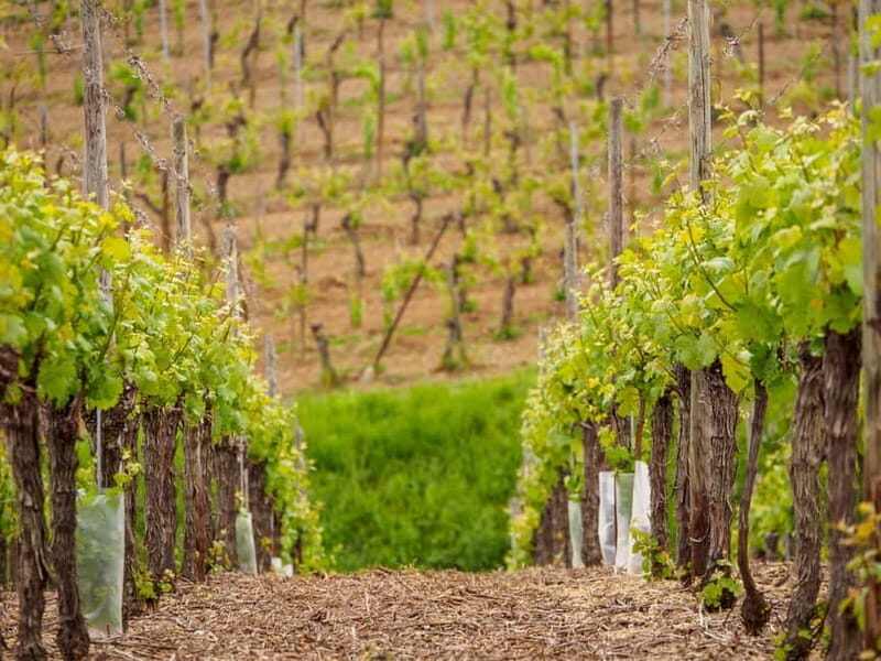 Alsace Half-Day Wine Tour from Strasbourg - Key Points
