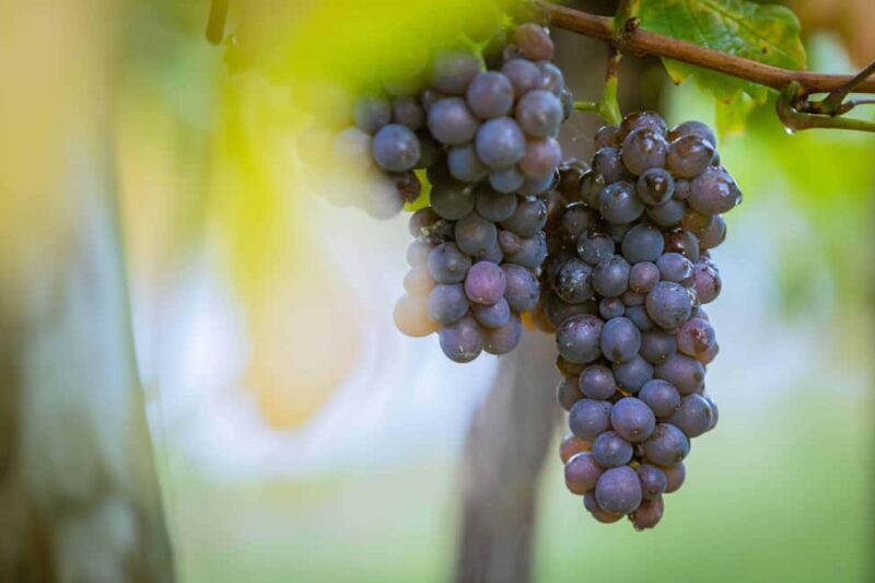 Alsace: Visit and Wine Tasting at Domaine Pierre Adam - Frequently Asked Questions