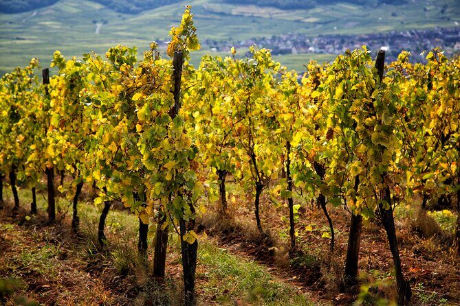 Alsace Wine Route Wineries & Tasting Small Group Guided Tour from Strasbourg - Lunch and Village Charm