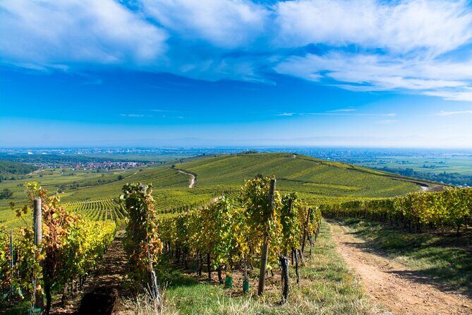 Alsace Wine Route Wineries & Tasting Small Group Guided Tour from Strasbourg - Afternoon Tastings: Grand Crus and Special Wines