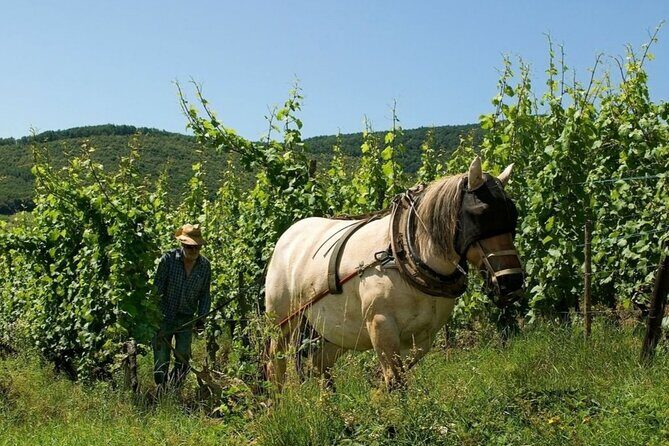 Alsace wine tour and medieval villages. Small group guided tour - Who is This Tour Best For?
