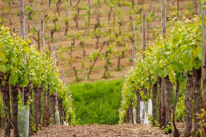Alsace's Gems Small Group Day Tour from Colmar - An In-Depth Look at the Experience