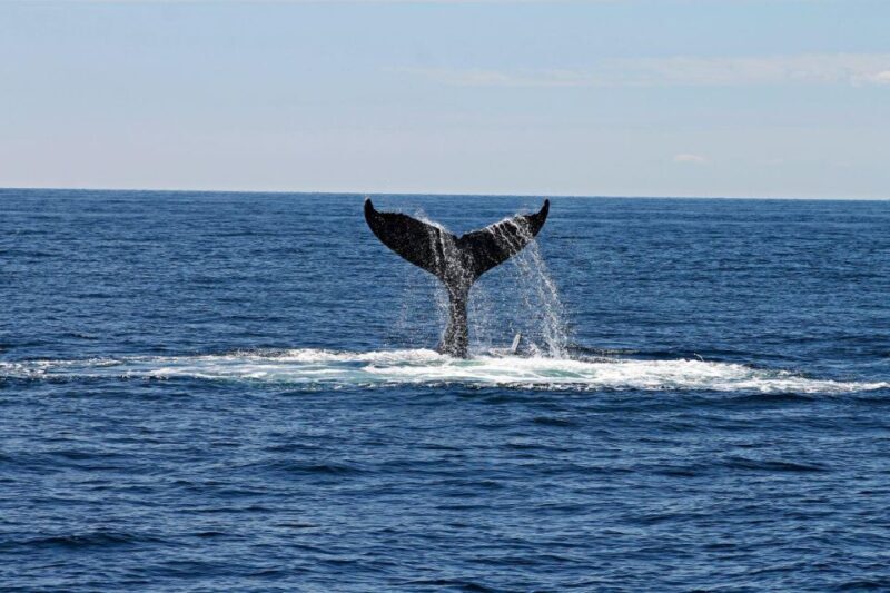 Alta: Alta Fjord Whale Watching Tour - Key Points