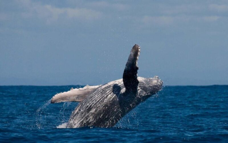 Alta: Alta Fjord Whale Watching Tour - The Allure of Whale Watching in Alta Fjord