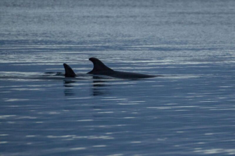 Alta: Alta Fjord Whale Watching Tour - The Practical Details: Comfort, Safety, and Flexibility