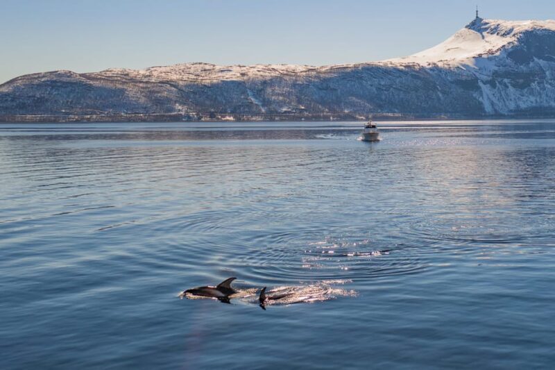Alta: Altafjord Whale Watching in a Heated Boat - Key Points
