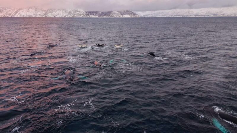 Alta: Altafjord Whale Watching in a Heated Boat - An In-Depth Look at the Altafjord Whale Watching Tour