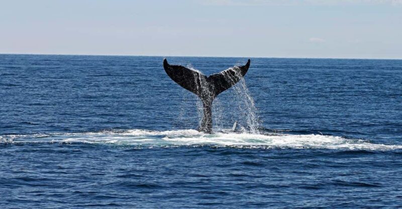 Alta Fjord: Private Whale Watching Tour - Key Points