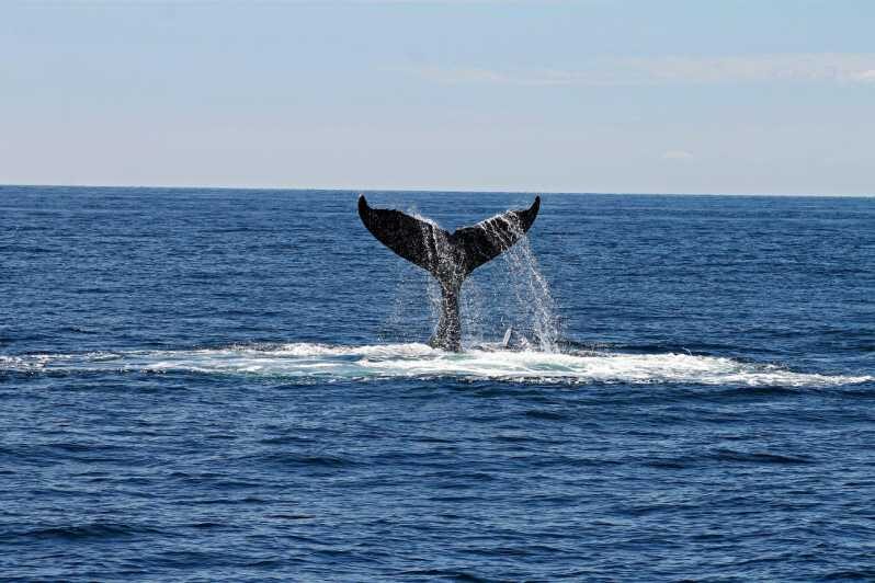Alta Fjord: Private Whale Watching Tour - Setting the Scene: Where and When