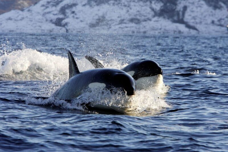 Alta Fjord: Private Whale Watching Tour - The Experience of Wildlife Viewing in Alta Fjord