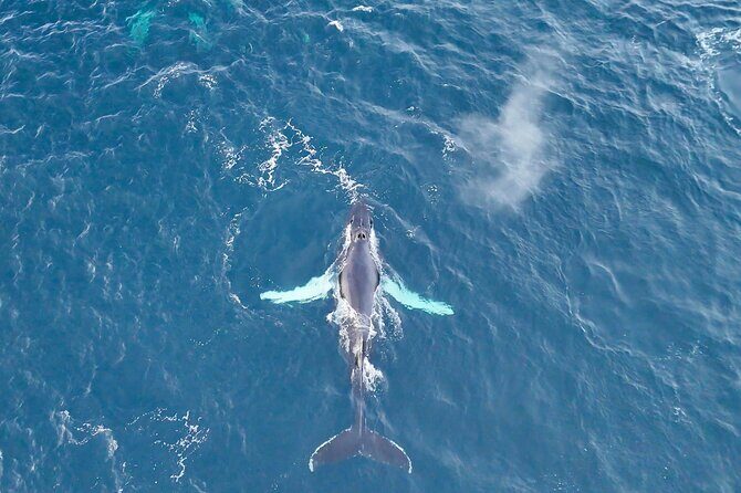 Alta Fjord Whale Watching on a Heated Boat - The Experience in Detail