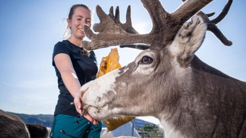 Alta: Reindeer - A carrier of Sámi Culture - Key Points