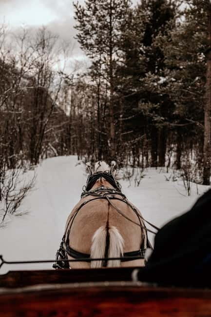 Alta: Sleigh Ride in the Arctic Countryside - Final Thoughts