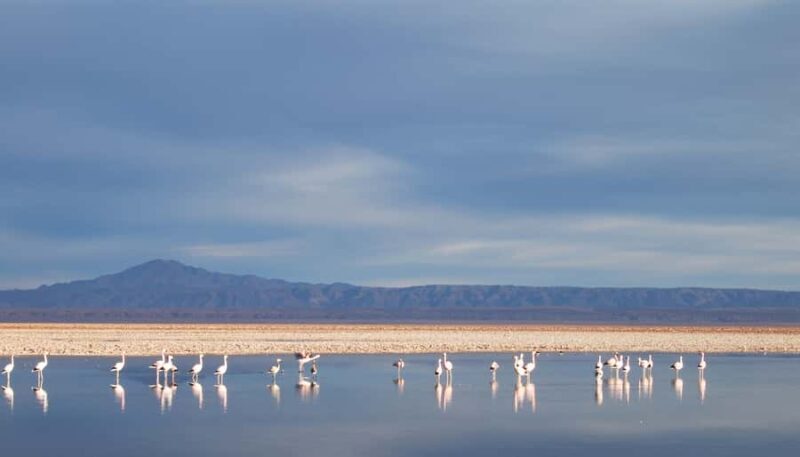 Altiplanic Lagoons and Red Stones from San Pedro de Atacama - Key Points