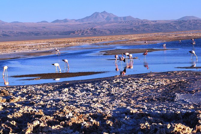 Altiplanic Lagoons & Piedras Rojas Tour from San Pedro de Atacama - Key Points