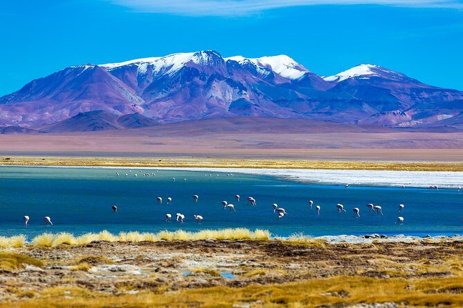 Altiplanic Lagoons & Piedras Rojas Tour from San Pedro de Atacama - A Deep Dive into the Tour Experience