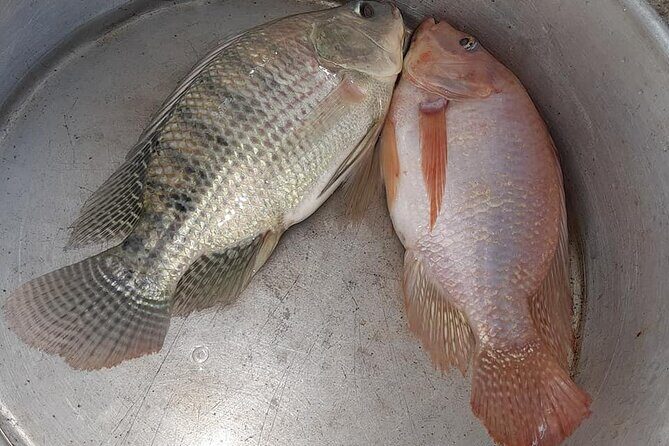 Altun Ha Mayan Site & Food Tour - fish farm & restaurant - FAQ