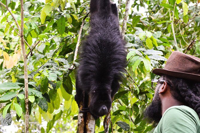 Altun Ha Temple & Howler Monkey Sanctuary - FAQ about the Altun Ha & Howler Monkey Sanctuary Tour