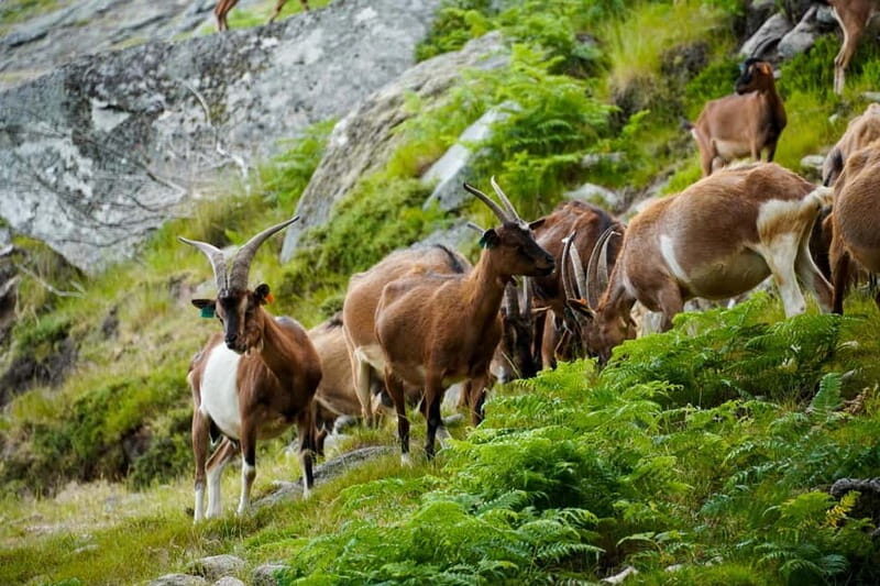 ALVÃO SHEPHERD'S HIKE - Exploring the Alvão Shepherds Hike: A Deep Dive
